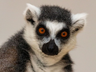 Ringstaartmaki - De Zonnegloed - Dierenpark - Dieren opvangcentrum - Sanctuary